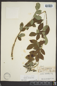 Lespedeza thunbergii image