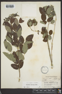 Lespedeza thunbergii image