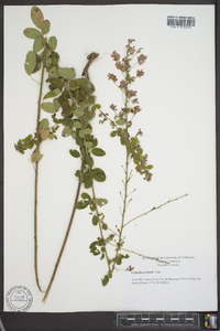 Lespedeza stuevei image