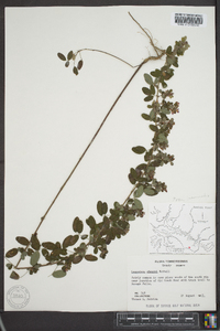 Lespedeza stuevei image