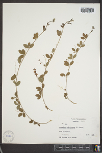 Lespedeza violacea image