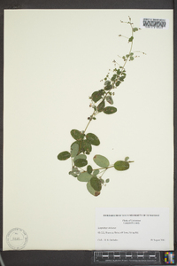 Lespedeza violacea image