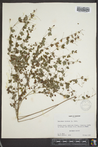 Lespedeza violacea image