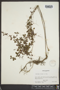 Lespedeza violacea image