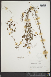 Lespedeza violacea image