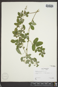 Lespedeza violacea image