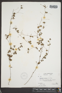 Lespedeza violacea image