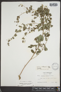 Lespedeza violacea image