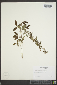 Lespedeza virginica image