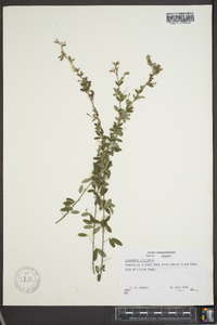 Lespedeza virginica image