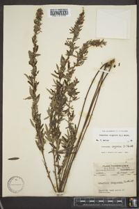 Lespedeza virginica image