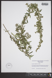 Lespedeza virginica image