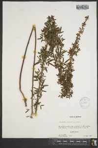 Lespedeza virginica image