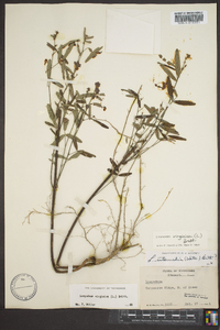 Lespedeza virginica image