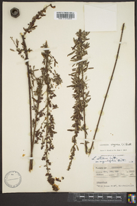 Lespedeza virginica image