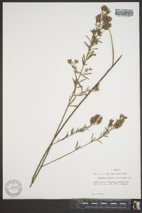 Lespedeza angustifolia image