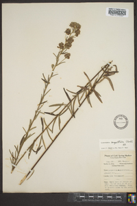 Lespedeza angustifolia image