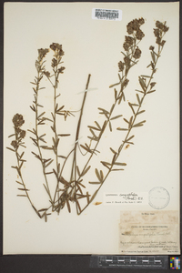 Lespedeza angustifolia image