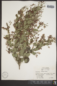 Lespedeza bicolor image