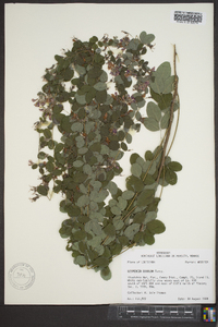 Lespedeza bicolor image