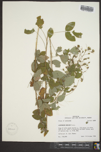 Lespedeza bicolor image