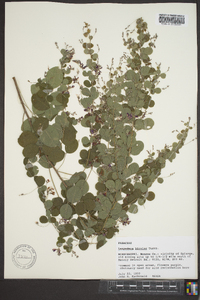 Lespedeza bicolor image