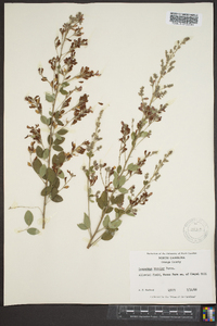 Lespedeza bicolor image