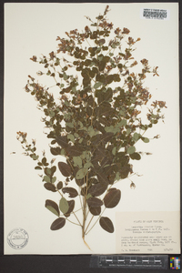 Lespedeza bicolor image