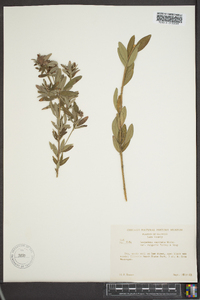 Lespedeza capitata image