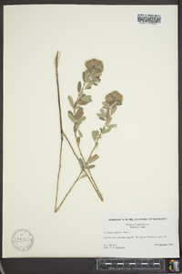 Lespedeza capitata image