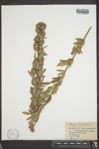 Lespedeza capitata image