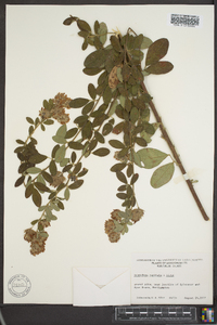 Lespedeza capitata image