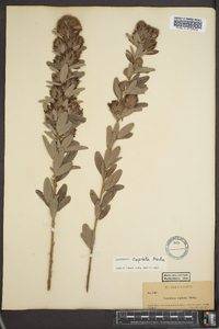 Lespedeza capitata image