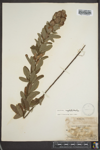 Lespedeza capitata image