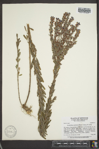 Lespedeza cuneata image