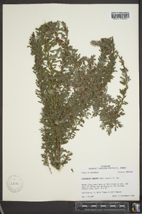 Lespedeza cuneata image