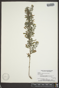 Lespedeza cuneata image