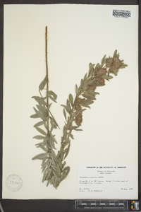 Lespedeza capitata image