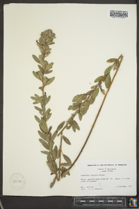 Lespedeza cuneata image