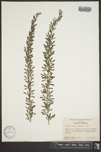 Lespedeza cuneata image