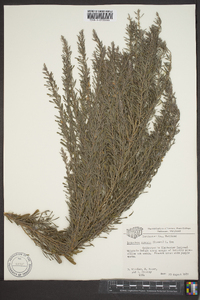 Lespedeza cuneata image