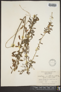 Lespedeza cuneata image