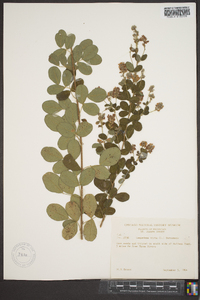 Lespedeza hirta image