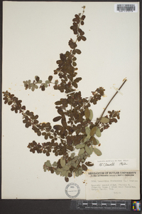 Lespedeza intermedia image