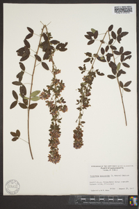 Lespedeza intermedia image