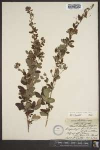 Lespedeza intermedia image