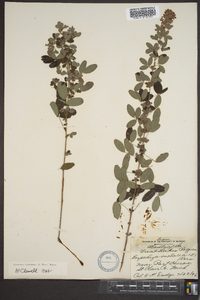 Lespedeza intermedia image