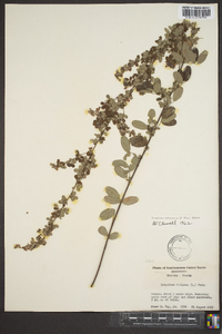 Lespedeza intermedia image