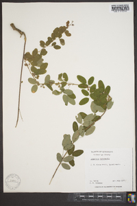 Lespedeza intermedia image