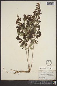 Lespedeza intermedia image